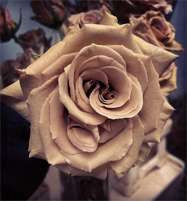 Роза-Rosa-Toffee-50cm-PE-vn 5020a6d2-9e54-11ed-0a80-02ee00266334