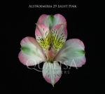 Альстромерия-Alstroemeria-Light Pink-60cm-QA-vn 505d021f-9e54-11ed-0a80-02ee00266366