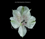 Альстромерия-Alstroemeria-Bianca White-60cm-QA-vn 506b5e23-9e54-11ed-0a80-02ee00266370