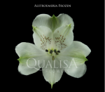 Альстромерия-Alstroemeria-Frozen White-60cm-QA-vn 507c2476-9e54-11ed-0a80-02ee0026637a