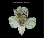 Альстромерия-Alstroemeria-Himalaya White-60cm-QA-vn 5082bb73-9e54-11ed-0a80-02ee0026637f