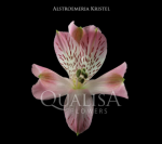 Альстромерия-Alstroemeria-Kristel Pink-60cm-QA-vn 509131d1-9e54-11ed-0a80-02ee00266389