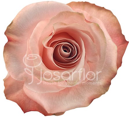 Роза-Rosa-Be Sweet-70cm-JR 50959bfa-5a8c-11ed-0a80-014f0009b4d3