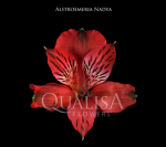 Альстромерия-Alstroemeria-Nadya Red-60cm-QA-vn 509852c1-9e54-11ed-0a80-02ee0026638e