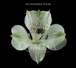 Альстромерия-Alstroemeria-Polar White-60cm-QA-vn 50b3a1b8-9e54-11ed-0a80-02ee002663a2