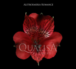 Альстромерия-Alstroemeria-Romance Red-60cm-QA-vn 50ba38b1-9e54-11ed-0a80-02ee002663a7