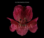 Альстромерия-Alstroemeria-Rome Hot Pink-60cm-QA-vn 50c0f865-9e54-11ed-0a80-02ee002663ac