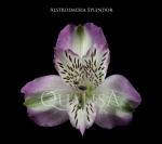 Альстромерия-Alstroemeria-Splendor Purple-60cm-QA-vn 50c7c727-9e54-11ed-0a80-02ee002663b1