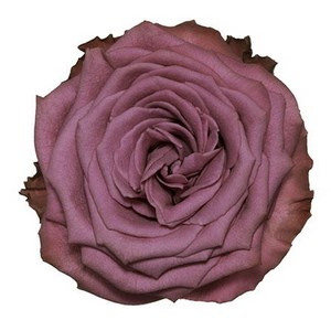 Роза-Rosa-Blueberry-40cm-QA-vn 50ce52e7-9e54-11ed-0a80-02ee002663b6