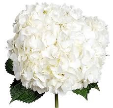Гортензия-Hydrangea-White Jumbo-FE 50fc7c68-5770-11f0-0a80-0bc70000884b