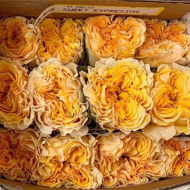 Роза-Rosa-Sweet X-Pression-40cm-QA-vn 50fcc145-9e54-11ed-0a80-02ee002663de
