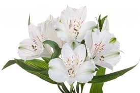 Альстромерия-Alstroemeria-Winterfell-60cm-QA 51861800-6557-11ef-0a80-1862001a277f