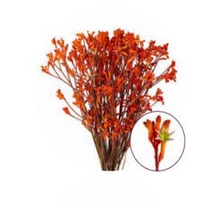 Анигозантус-Anigozanthos-Sienna Gold Kangaroo-100cm-Ge 518c65d7-de9b-11f0-0a80-0d19001854ec