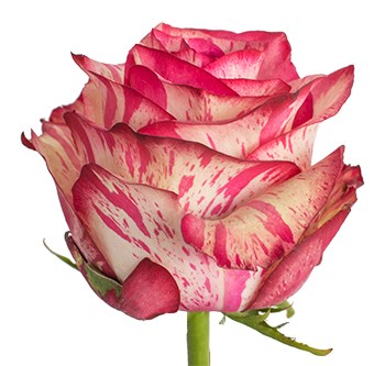 Роза-Rosa-Magic Times-60cm-CN 51b6e3d7-f552-11ef-0a80-0192005e1e22