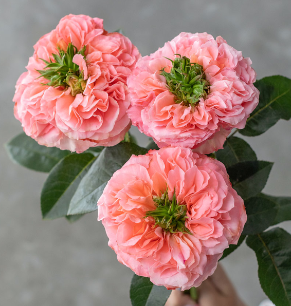 Роза-Rosa-Mandarin-70cm-CN 51bc42e9-f552-11ef-0a80-0192005e1e25