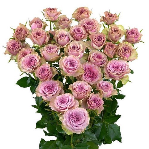 Роза куст-Rosa sp-Mowtown-60cm-Si 5258695b-c05d-11ee-0a80-16ef0000455c
