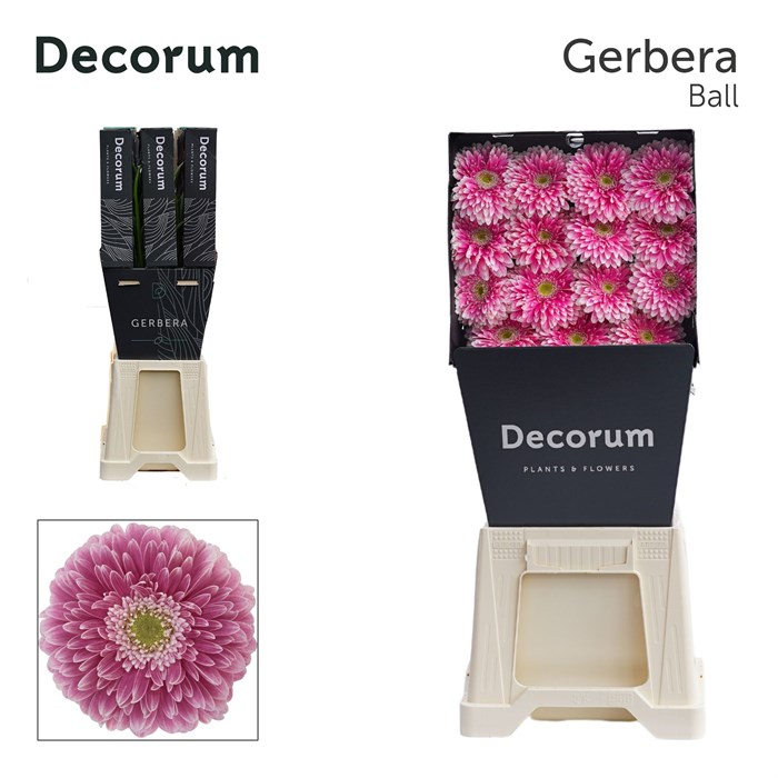Гербера-Gerbera-Gb Pom Power Ball-45cm 52a1e19b-2141-11f0-0a80-0949000312f5