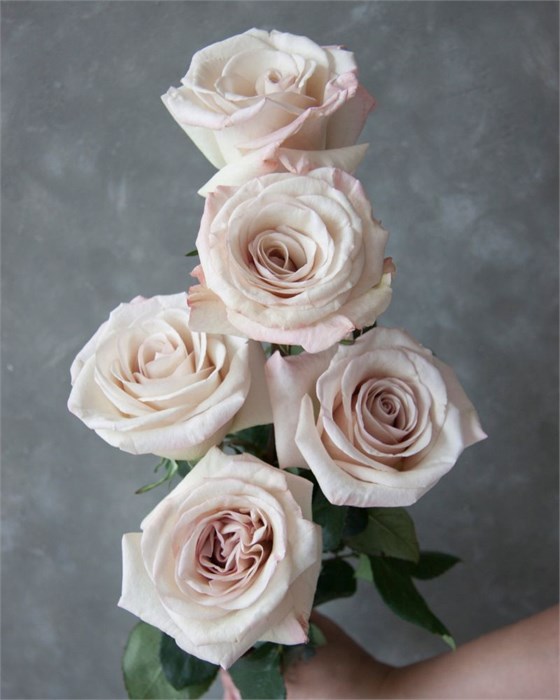 Роза-Rosa-Aly-50cm--CN 52ad17dc-c6b1-11ee-0a80-037000015af2