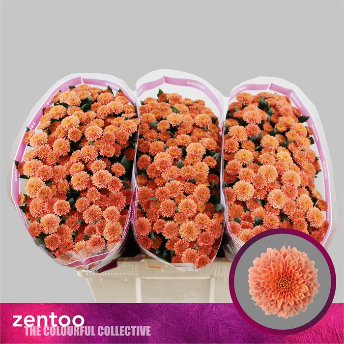 Хризантема сант-Chrysant sant-Miller Smokey-55cm-100gr 52bf6753-2141-11f0-0a80-0949000312fe