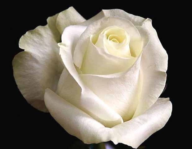 Роза-Rosa-Proud-50cm-IS 5349dba1-bfa9-11ec-0a80-0b4c000b86da