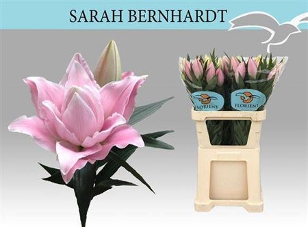 Лилия-Lilium-Or Du Sara Bernha-80cm 53606224-d2c5-11f0-0a80-1795000c4ee1