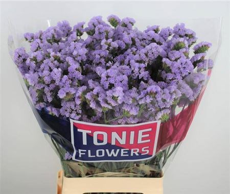 Лимониум-Limonium- S Sky Wings-70cm-27gr 536d700b-7d0a-11f0-0a80-17380015bd9a