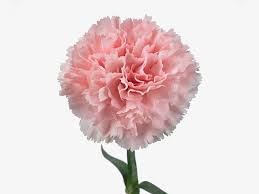 Гвоздика SE-Dianthus SE-Jodie-FC 5393d853-7de7-11f0-0a80-13df004a5eeb