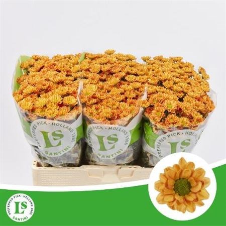 Хризантема сант-Chrysant sant-Rossi Orange-55cm-120gr 53a2b9f0-7d0a-11f0-0a80-17380015bda2