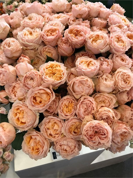 Роза куст-Rosa sp-Georgia Peach Spray-53cm-Ti 53c55d8a-477f-11ee-0a80-035a001793d1