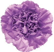 Гвоздика FC-Carnation FC-Moonlite-Fe 53d318cd-f285-11ef-0a80-15ac0022a424