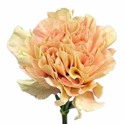 Гвоздика SE-Dianthus SE-Creta-GA 5431fcb5-7de7-11f0-0a80-13df004a5f00