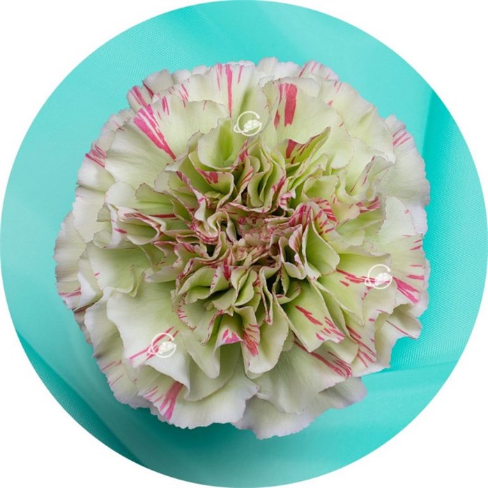 Гвоздика SE-Dianthus SE-Mochi-GA 5435dc0a-7de7-11f0-0a80-13df004a5f03