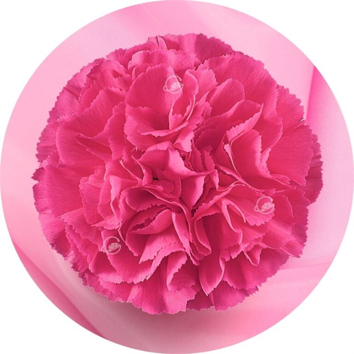 Гвоздика SE-Dianthus SE-Mozart-GA 543e4cfb-7de7-11f0-0a80-13df004a5f09