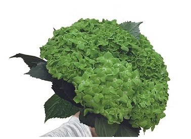 Гортензия-Hydrangea-Matcha Select-FE 545a8d00-7de7-11f0-0a80-13df004a5f1a