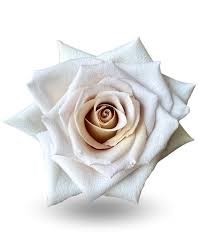 Роза-Rosa-Lilit-50cm-CN 546170a7-75b2-11ef-0a80-1913002d6600
