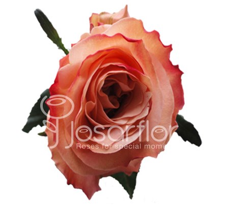 Роза-Rosa-Shimmer-50cm-EA 54b826a8-bfa9-11ec-0a80-0b4c000b8a36