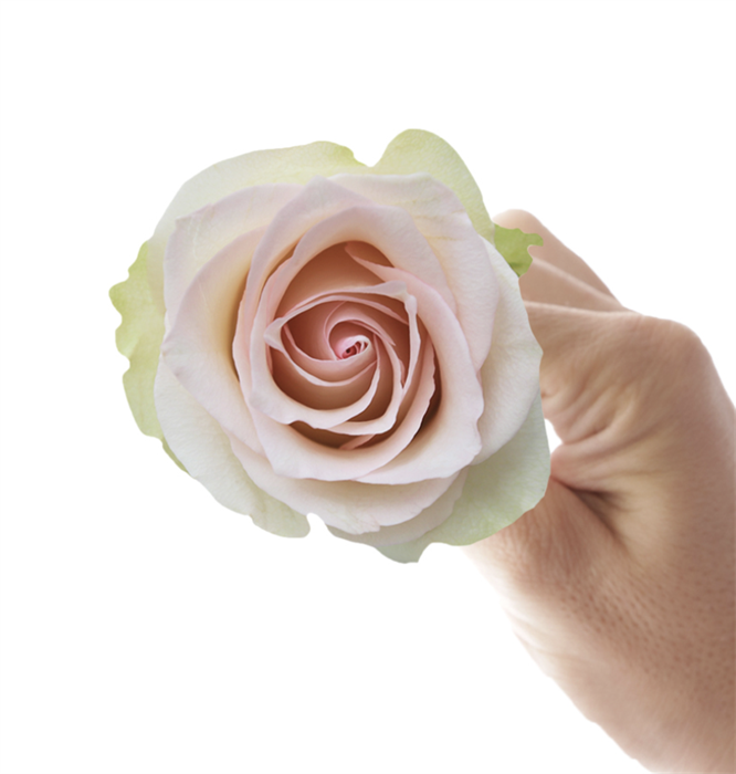 Роза-Rosa-Ragazza-50cm-AG 5519d03c-bfa9-11ec-0a80-0b4c000b8b54