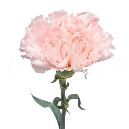Гвоздика SE-Dianthus SE-Hanoi-70cm-AO 55344e7c-97ad-11ef-0a80-0f9d00002fdf