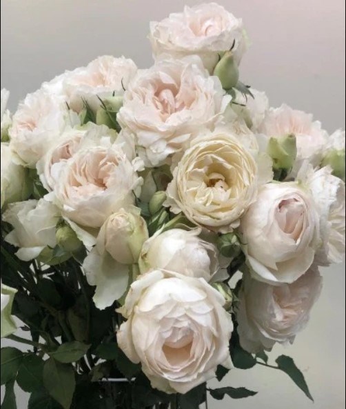 Роза куст-Rosa sp-Tambuzi White-53cm--Ti 55b38fbc-bea5-11ef-0a80-07f80005af5f
