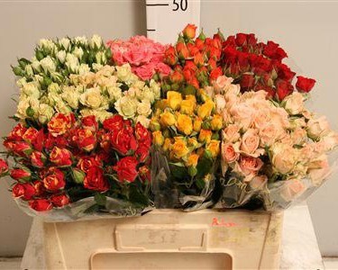 Роза куст-Rosa tr-Gem In Fust-60cm 55dcdfcb-bfa5-11ec-0a80-0b4c0007d444