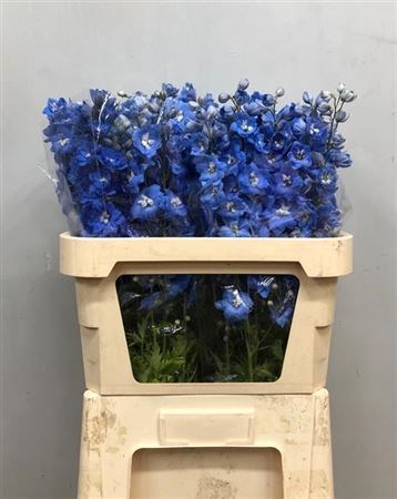 Дельфиниум-Delphinium-El Cent Skyblu-80cm 55e99a72-bfa4-11ec-0a80-0b4c0006d8fb