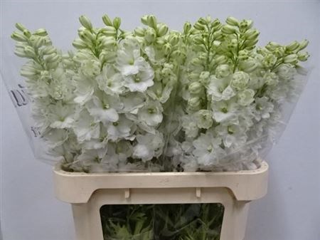 Дельфиниум-Delphinium-El Dew Anastas-95cm 55f6a4b9-bfa4-11ec-0a80-0b4c0006d90d