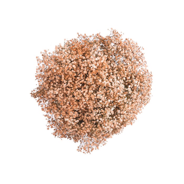 Гипсофила-Gypsophila-Supreme Tinted Orange-80cm-1000gr-MS 56318dcf-1ee7-11ed-0a80-0c15000ce609