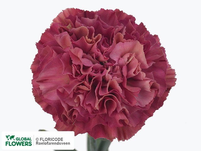 Гвоздика ст-Dianthus st-Viper Wine--65cm 563b792a-1db0-11ef-0a80-0dbf0011dae5