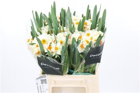Нарцис-Narcissus-Geranium-42cm-25gr 568dcad4-d95e-11ed-0a80-0e4200170e73