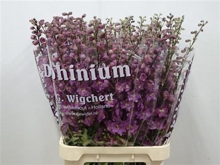 Дельфиниум-Delphinium-El Dew Fame-95cm 569b2561-bfa4-11ec-0a80-0b4c0006d9c7
