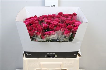Роза куст-Rosa tr-Cheyenne-60cm 56cdd54c-bfa5-11ec-0a80-0b4c0007d544