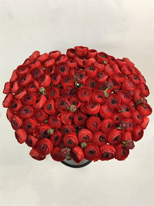 Ранункулус-Ranunculus-Cloni Red-CE 09b824e9-c565-11f0-0a80-185f001005fc