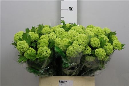 Вибурнум-Viburnum-Roseum St-60cm 00849620-bfa4-11ec-0a80-0b4c000689bc