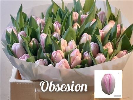 Тюльпан-Tulip-Du Ov-34cm-36gr 56d97803-b9fb-11ee-0a80-0094000e0122